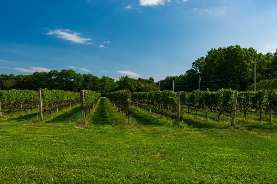 Maryland Wineries